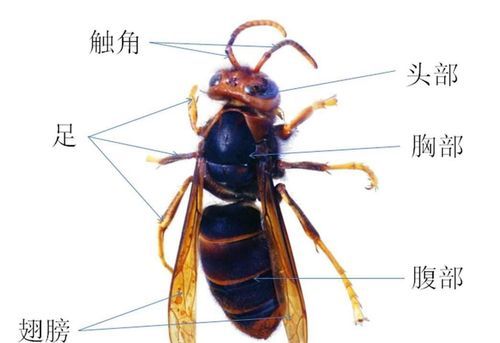 昆虫的身体分为哪三个部分头部有什么