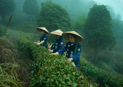 ​正宗黄山毛峰多少钱一斤(黄山毛峰多少钱一斤就算好的了)