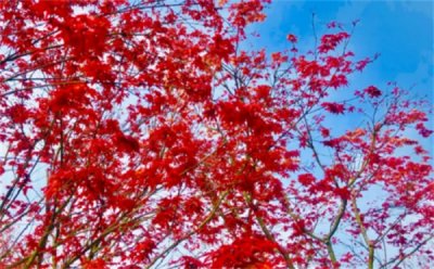 ​上海植物园门票(上海植物园门票多少)