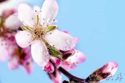 ​桃花什么时候开，桃花的花期