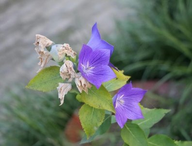 ​水养桔梗花期多长时间（桔梗花怎么养久一点）