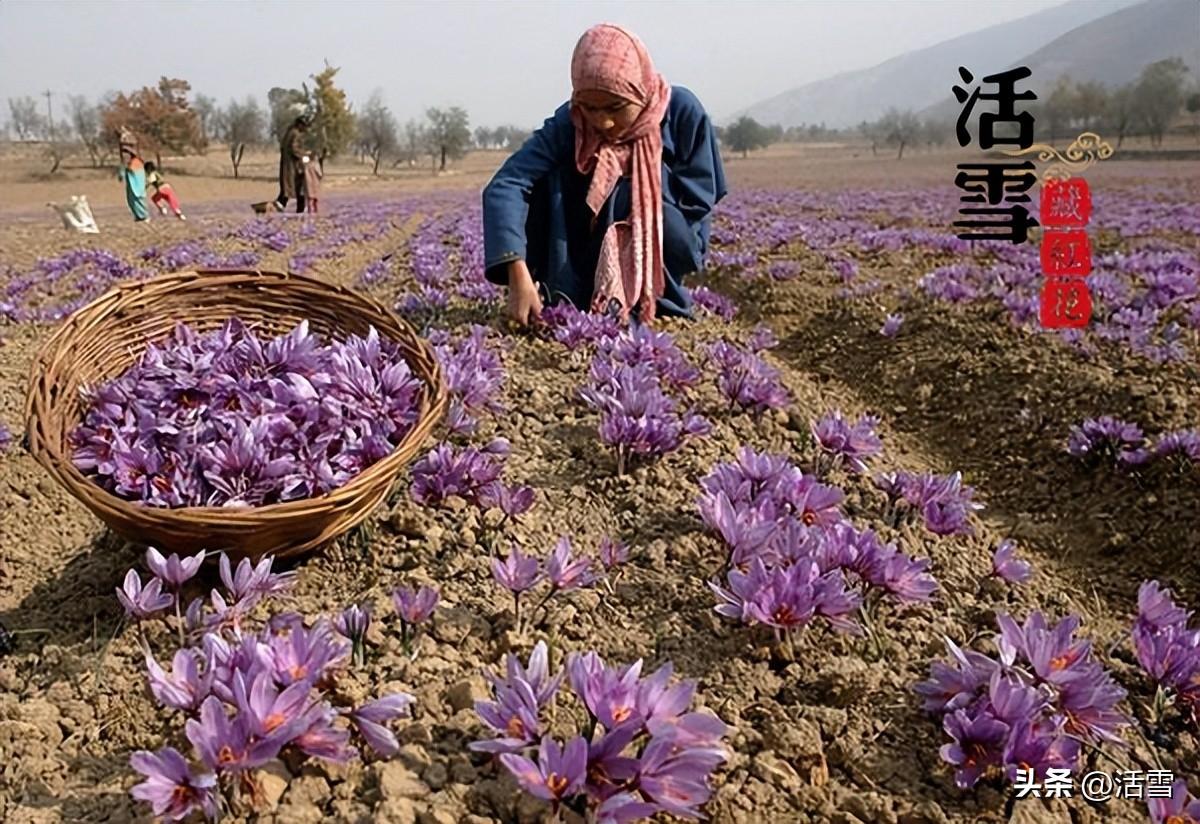 中国藏红花之乡在哪(中国藏红花最大产地在哪里)