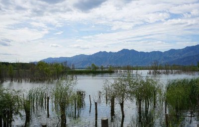 ​湿地被称为地球的什么器官（湿地是什么？为什么被称为“地球之肾”）