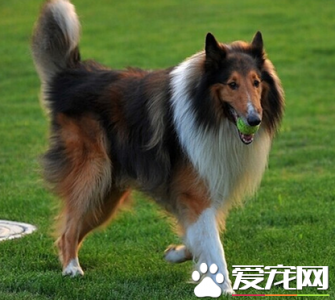 ​苏格兰牧羊犬吃什么食物，苏格兰牧羊犬不能吃什么