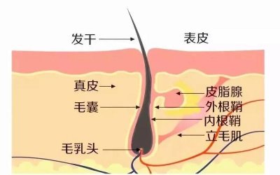 ​头顶都没有头发怎么办改善方法（你不知道的头发秃顶的五大原因和改善方法）