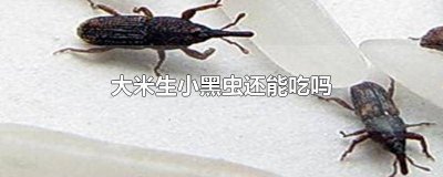 ​大米里面生小黑虫还能吃吗图片 大米里面生小黑虫还能吃吗视频