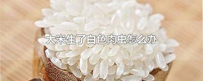 ​大米怎么会生白色的虫子 大米生肉虫子了怎么办