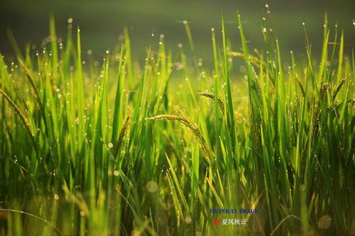 夏风又称什么