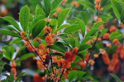 ​桂花不开花是什么原因造成的（八月桂花不开花是什么原因造成的）