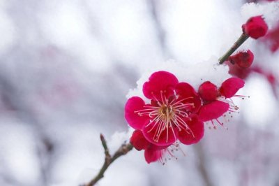 ​梅花古诗(五首古诗词中的梅花，开百花之先，独天下而春)