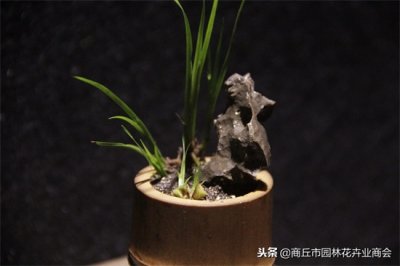 ​菖蒲怎么养？教你养护方法