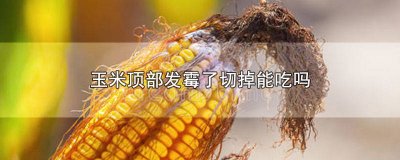 ​玉米有发霉的地方切除后还能吃吗? 玉米两头发霉了切掉