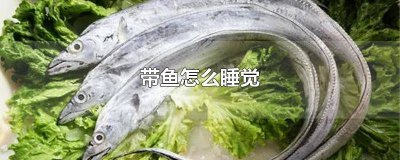 ​鱼怎样睡觉的 鱼咋样睡觉