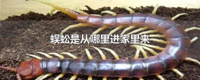 ​蜈蚣是如何进入家里的 蜈蚣到家里