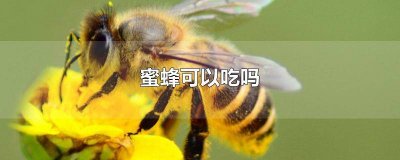 ​蜜蜂可以吃吗 怎么吃才能吃 蜜蜂儿可以吃吗怎么吃