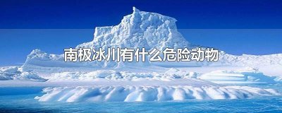 ​南极冰川有什么危险动物 南极冰川有什么危险动物,会攻击人