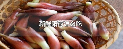 ​阳荷的吃法大全图片 阳荷怎么吃?