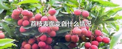 ​荔枝表皮发白 荔枝发白是怎么回事