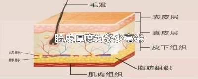 ​脸皮厚度为多少毫米算薄 脸皮的厚度是多少毫米