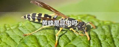 ​黄蜂属于昆虫吗? 黄蜂是昆虫还是鸟类