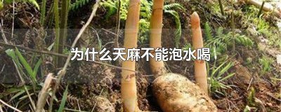 ​天麻可以泡水喝不 天麻能不能泡开水喝