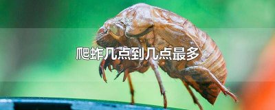 ​爬蚱晚上几点出来 摸爬蚱要晚上几点去