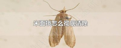 ​米面飞蛾怎么消灭小窍门 怎样清除米蛾