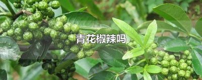 ​青花椒算辛辣吗 麻椒和青花椒