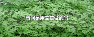 ​青团是艾草做的吗 青团为什么用艾草做