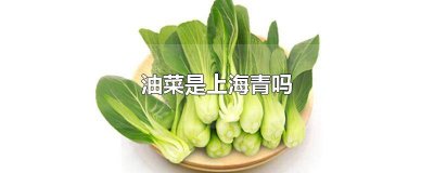 ​油菜是不是上海青的菜 油菜为啥叫上海青