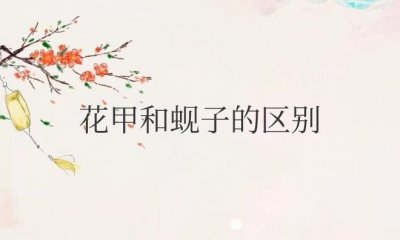 ​花甲和蚬子的区别图片