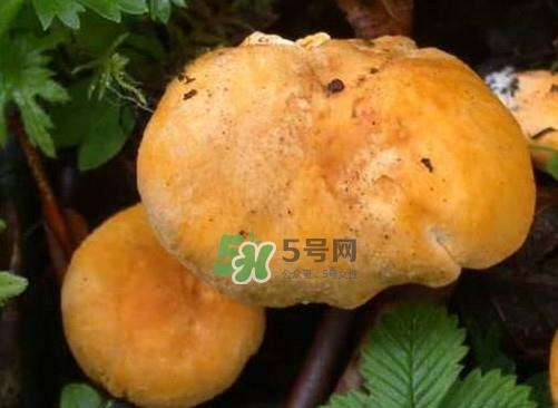 新鲜鸡油菌怎么保存？干鸡油菌怎么保存