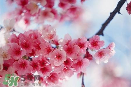 桃花酒如何酿制？桃花酒的制作方法