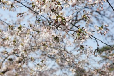 ​滁州适合养什么花，市花和市树是什么