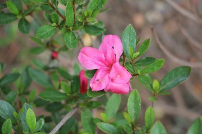 ​杜鹃花冬天能开花吗