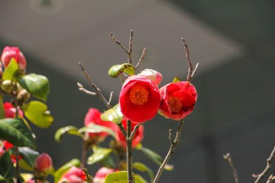 ​山茶花花语及代表意义，山茶花图片