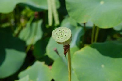 ​荷花简介，荷花是什么季节开的