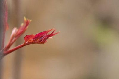 ​香椿的繁殖方法