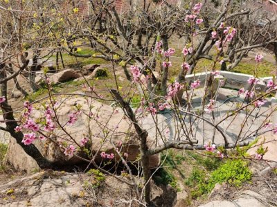 ​桃花是什么颜色，桃花什么季节开花