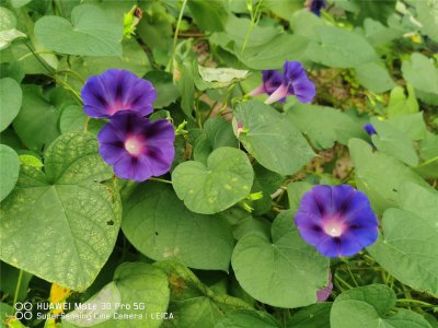 ​牵牛花靠什么传播种子