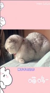 ​抖音揣手猫是什么梗