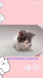 ​抖音揣手猫原视频在哪里看