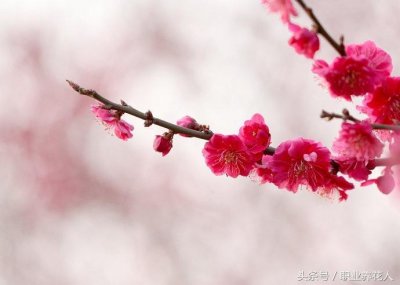 ​常见植物知识普及（五十七）-骨里红梅